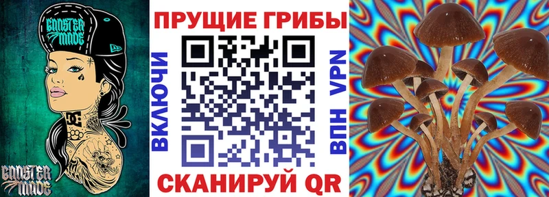 магазин  наркотиков  Верея  Псилоцибиновые грибы Cubensis 